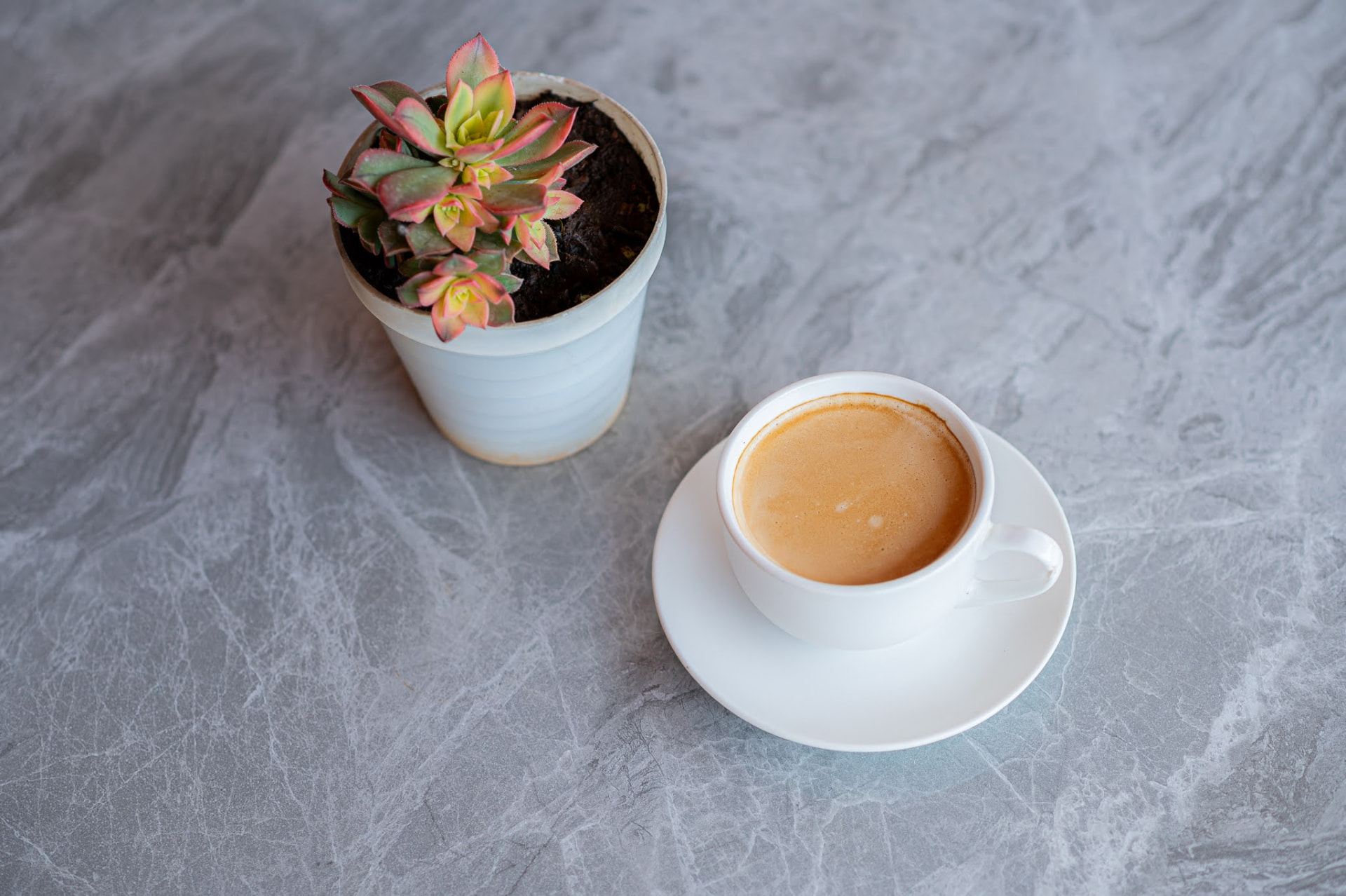 Cup of freshly brewed coffee next to a potted Kiwi succulent
