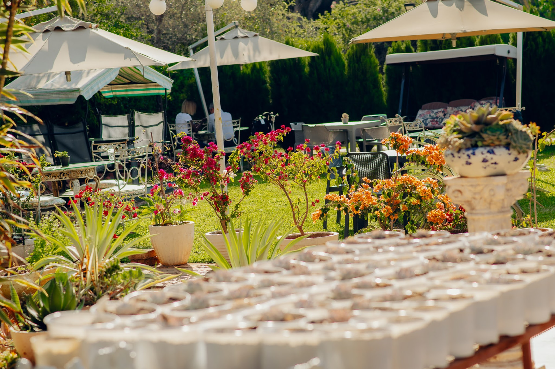 Sunny garden patio with potted blooms and umbrellas at Kiwi Cafe